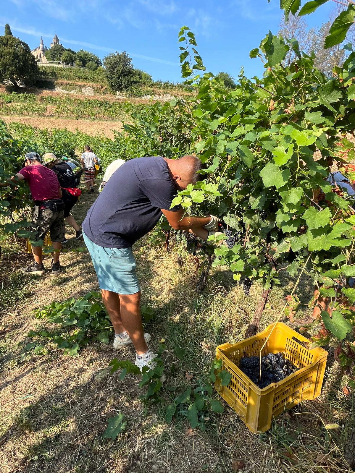 vendemmia alla santissima di gussago (5)