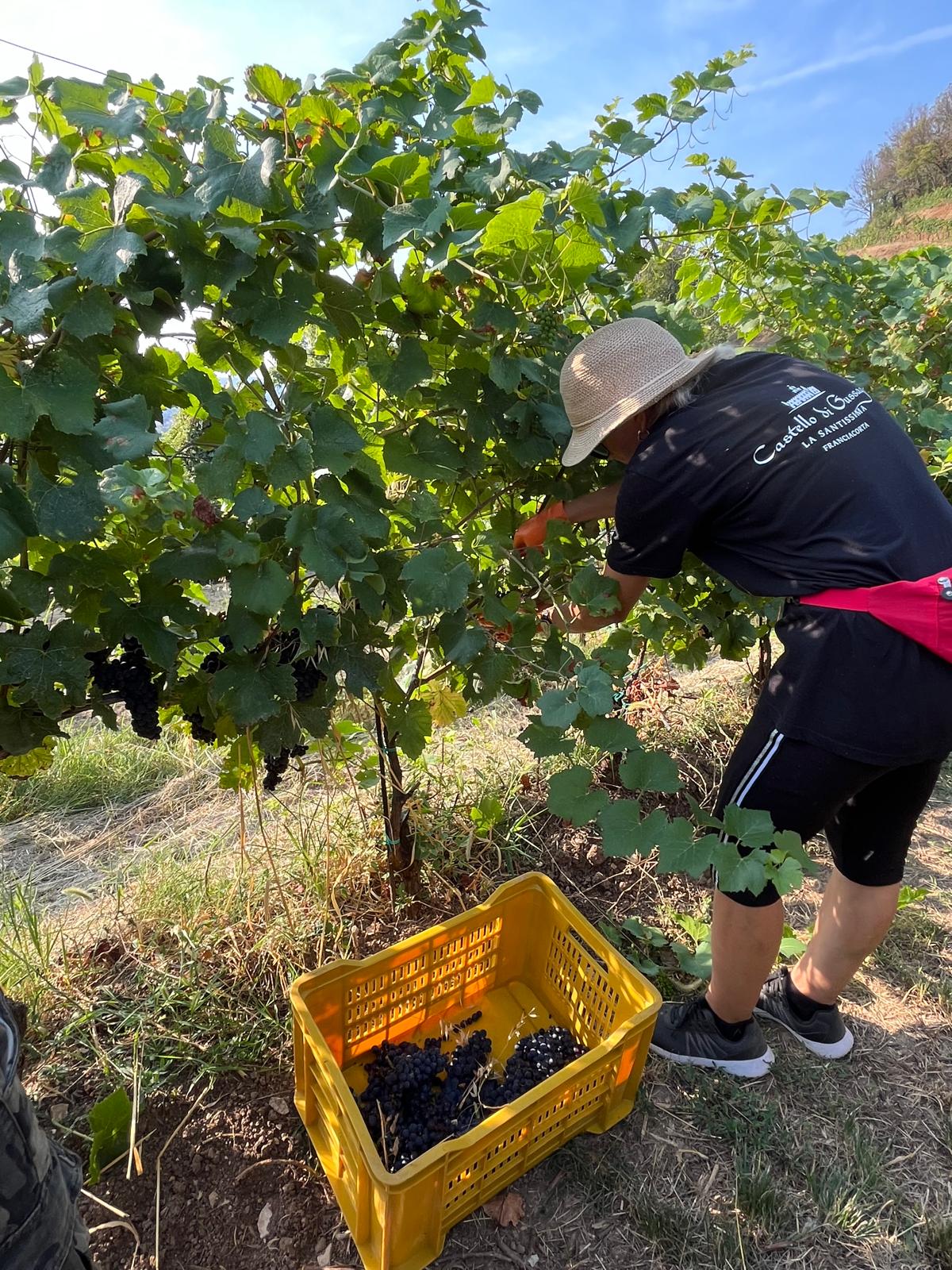 vendemmia alla santissima di gussago (6)