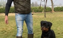 "H-Lady" è la Miss Italia dei Rottweiler