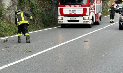 Alberi caduti sulla sede stradale in Valle Camonica: l'intervento dei Vigili del Fuoco