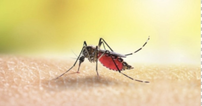 Dengue: altro caso a Bornato di Cazzago San Martino