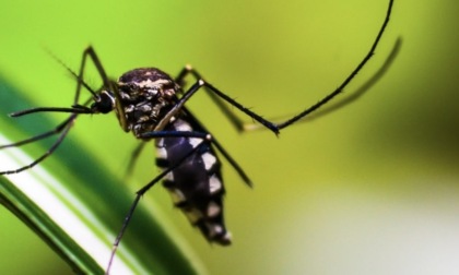 Virus Dengue: negative le analisi, disinfestazione annullata