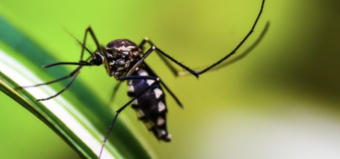 Virus Dengue: negative le analisi, disinfestazione annullata