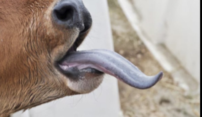 Lingua Blu: 9 comuni bresciani nella zona di restrizione