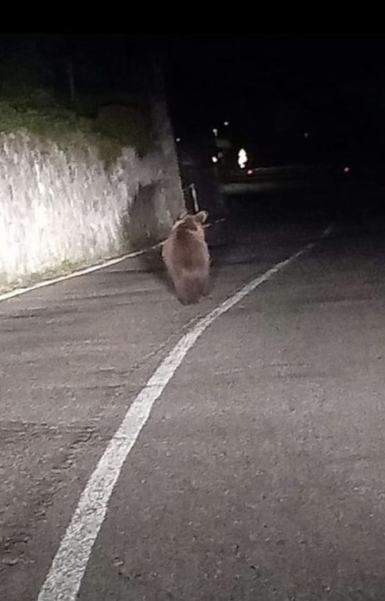 Orso, avvistato un esemplare in Valsaviore