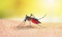 Ospitaletto, caso "autoctono" di Dengue confermato: nessun viaggio all'estero effettuato dal soggetto