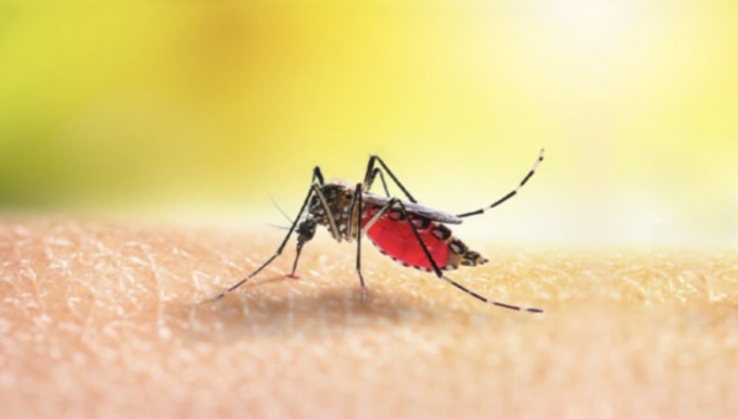 Ospitaletto, caso “autoctono” di Dengue confermato: nessun viaggio all’estero effettuato dal soggetto