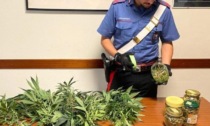 Si allontana da casa: i carabinieri trovano la donna a casa di un 51enne e scoprono una coltivazione di cannabis