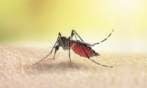 Nuovo caso di Dengue a Cazzago: disinfestazione eseguita