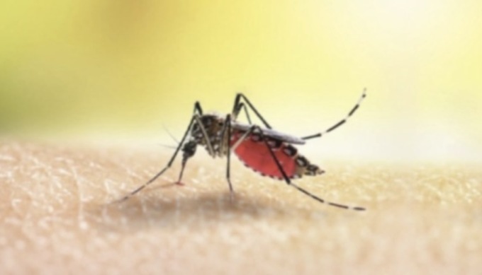 Nuovo caso di Dengue a Cazzago: disinfestazione eseguita