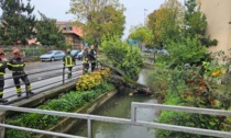 Crolla un albero a Chiari, strada chiusa per la rimozione