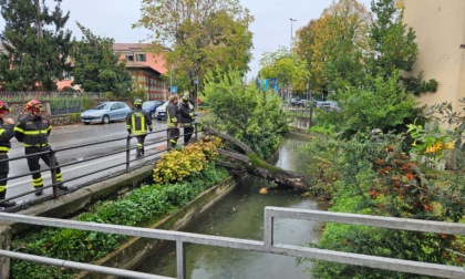 Crolla un albero a Chiari, strada chiusa per la rimozione