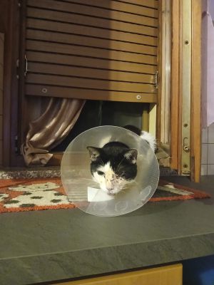 Sparano ad un gatto 97 pallini di fucile, lo sfogo della proprietaria