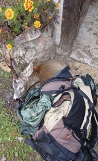 Antibracconaggio: due caprioli adulti sequestrati dalla Polizia Provinciale