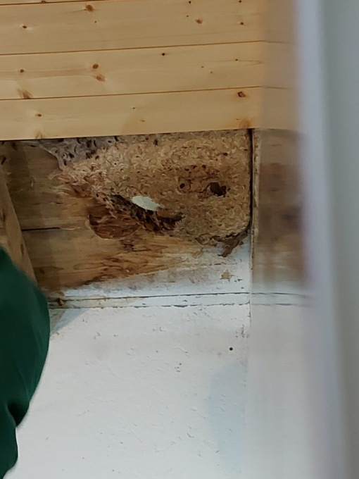 Bonifica imenotteri a Vione, l’intervento dei Vigili del Fuoco