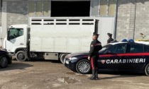 Camion per il trasporto animali forza posto di blocco e fugge