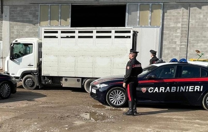 Camion per il trasporto animali forza posto di blocco e fugge