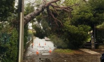 Crolla un albero e si abbatte sull'impianto della pubblica energia elettrica, chiusa via Busi