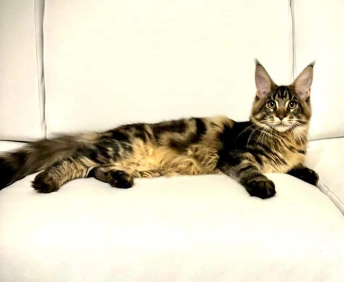 “I gatti più belli del mondo”: a conquistare la giuria anche il cucciolo Louis