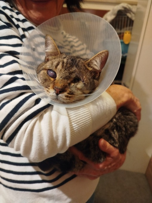 Gatto impallinato salvato dalle volontarie di Cologne