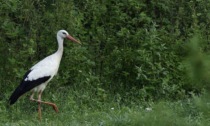 Ancora bracconaggio in Lombardia, uccisa una cicogna bianca e un falco pellegrino