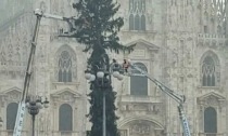 Arriva da Ponte di Legno l'albero di Natale da oltre 42 metri in piazza Duomo a Milano