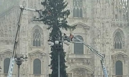 Arriva da Ponte di Legno l'albero di Natale da oltre 42 metri in piazza Duomo a Milano