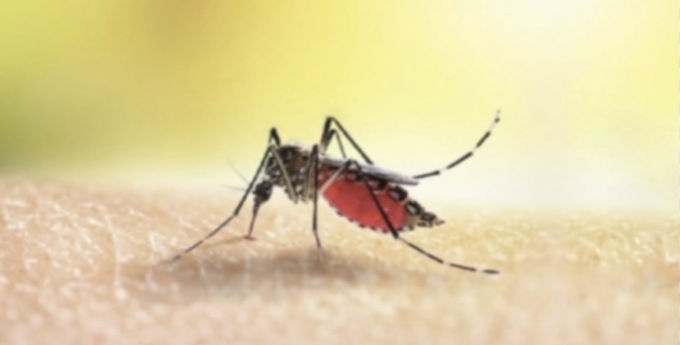 Dengue: caso sospetto a Brescia, domani scatta la disinfestazione