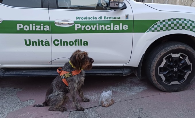 Esche avvelenate a Gardone Valtrompia: entra in azione l’agente a quattro zampe Sole