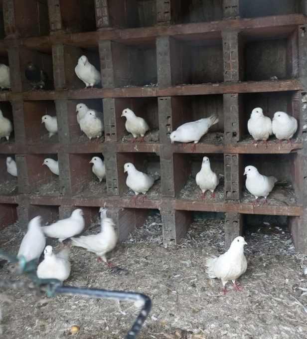 Oltre 130 volatili rinchiusi in box per cani tra escrementi e scarti di cibo: la scoperta a Brescia