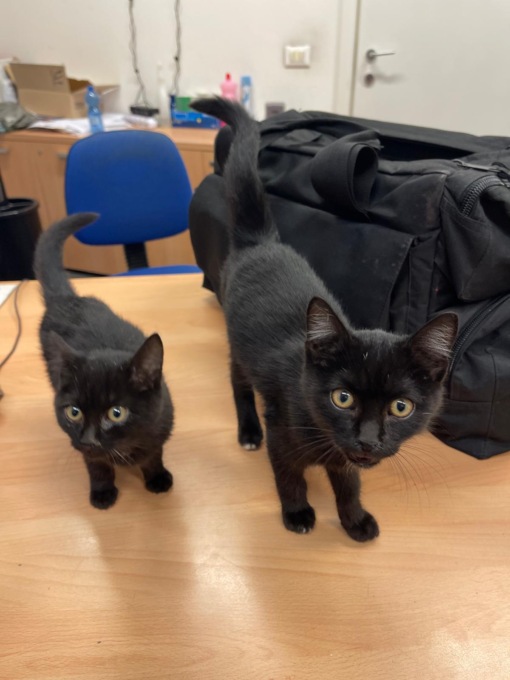 Polizia Locale salva due micini da morte certa