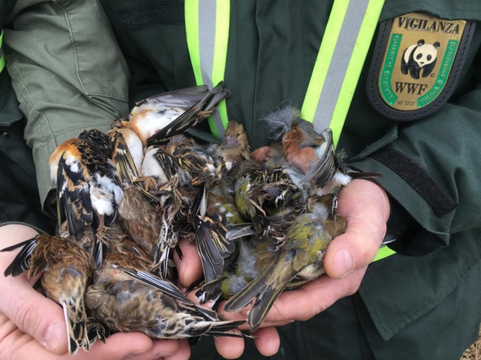 Bracconaggio: dicembre nero nel Bresciano, cinque cacciatori denunciati nell’ultima settimana