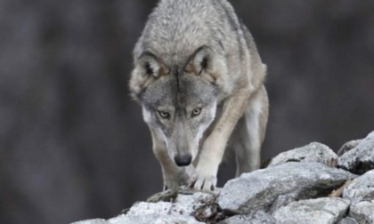 Lupi sempre più presenti in allevamenti e pascoli, Coldiretti Brescia lancia l’allarme