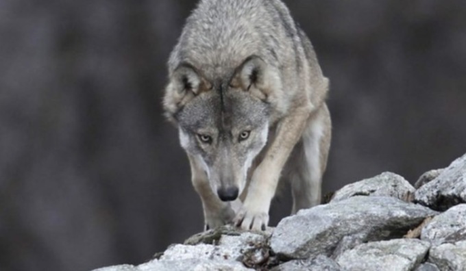 Lupi sempre più presenti in allevamenti e pascoli, Coldiretti Brescia lancia l’allarme