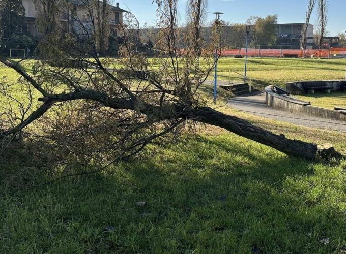 Frutteto Urbano, al via l’abbattimento di 19 piante