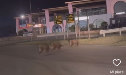 Cinghiali a spasso fuori dall'autostrada