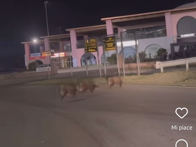 Cinghiali a spasso fuori dall’autostrada