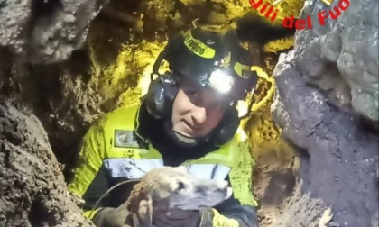 Bloccato in una grotta, questa volta per il cane c'è il lieto fine