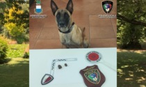 Tess, il cane poliziotto fiuta il fumo e incastra un ragazzo al parco