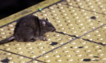 Ratti in stazione a Brescia: l'avvistamento