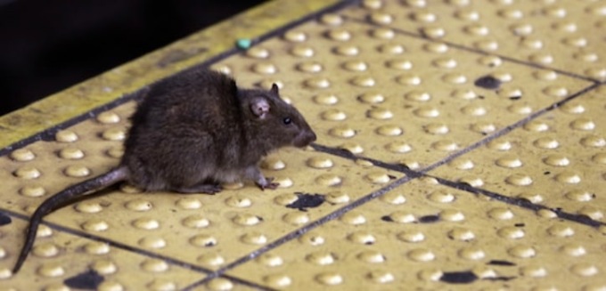 Ratti in stazione a Brescia: l’avvistamento