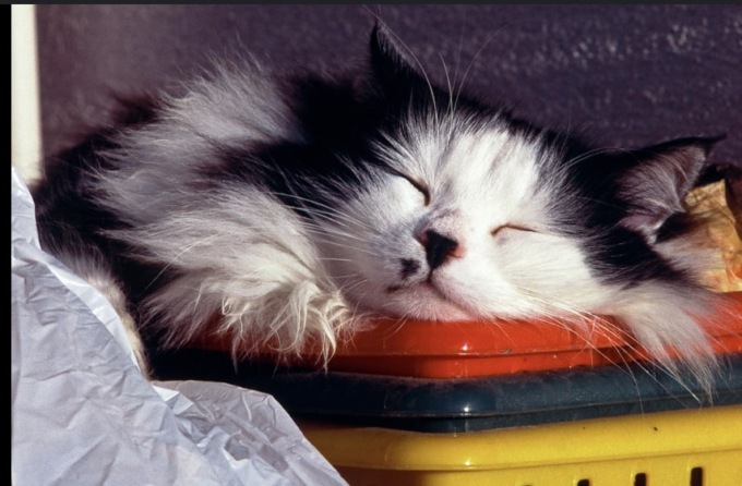 Giornata nazionale del Gatto: le vostre foto