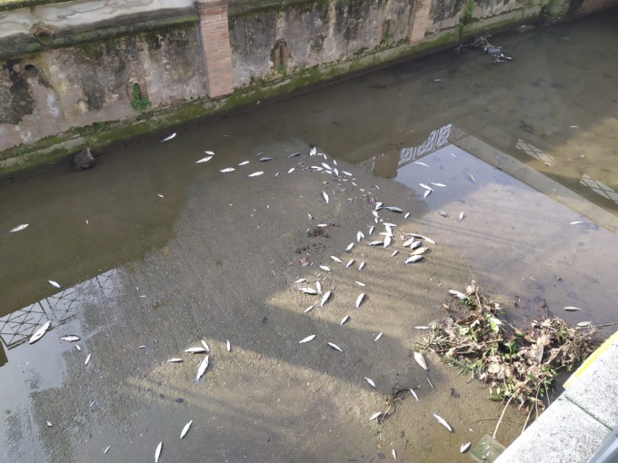 Un’altra morìa di pesci nelle rogge di Chiari