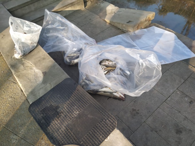 Morìa di pesci a Chiari, la Polizia Provinciale ne raccoglie tre sacchi