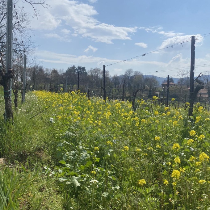 Cavalleri esce dal Consorzio Franciacorta e rinuncia alla Docg