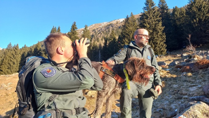 Bocconi avvelenati in Val Seriana, bracconiere scoperto dal cane Sole