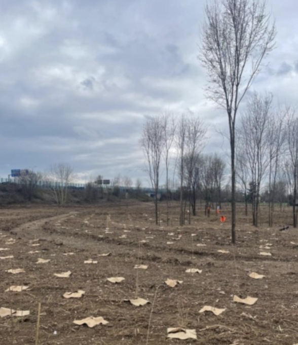 Bosco urbano di via della Volta: il sopralluogo della Provincia di Brescia