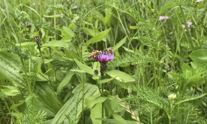 Colture più forti e sostenibili grazie alla biodiversità, una ricchezza per tutti