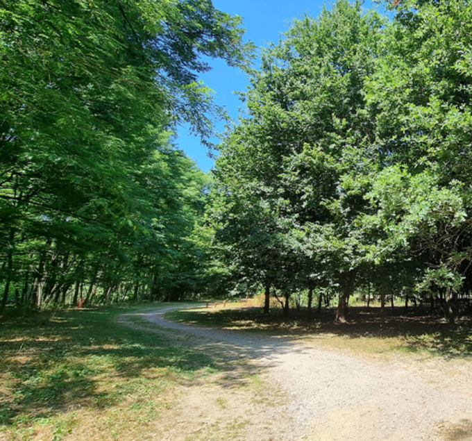 Nuova linfa per il bosco del Lusignolo adottando o regalando un albero