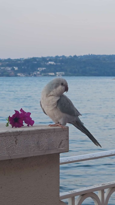 Aramis: si cerca il pappagallo “star” di Gardone Riviera, ricompensa da 600 euro per chi lo trova